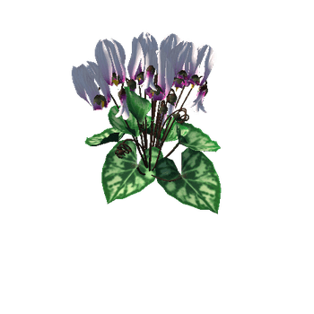 Flower Cyclacmen_white